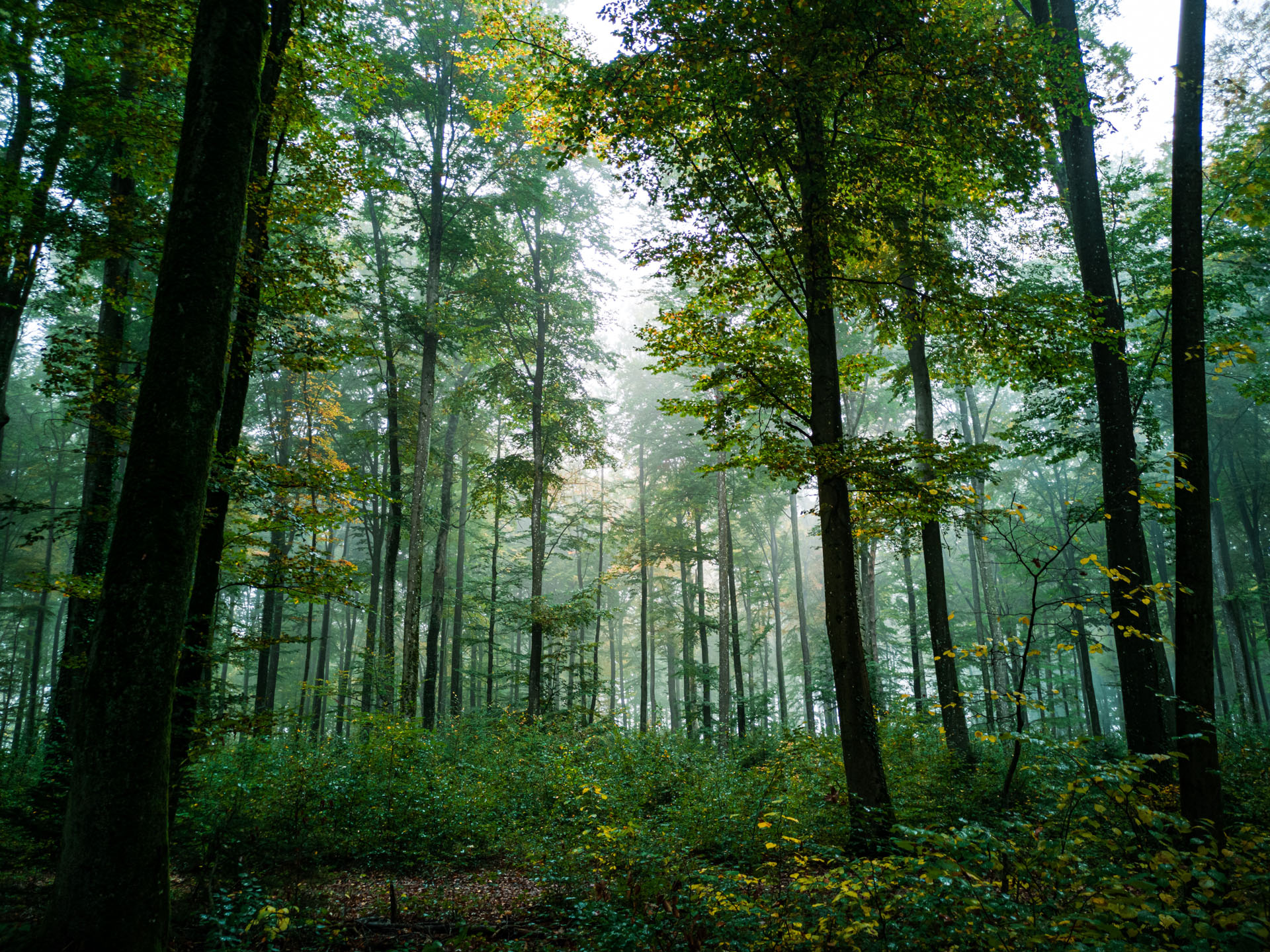 Wald_A-s